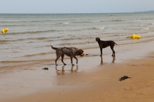 These two dogs were having a grand time on Omaha Beach.