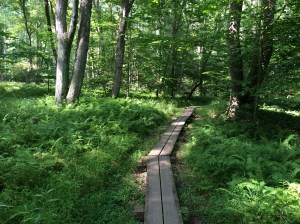 Prince William Forest Park High Meadows Trail