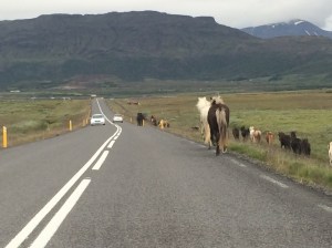 Unless you're the lead horse, the view never changes... unless you decide to hop onto the road and make your own way