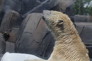 Polar bear at the St. Louis zoo - picture taken in July 2015