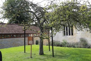 The thorn planted by Joseph of Aramathea