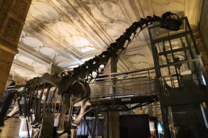 Camarasaurus skeleton