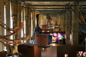 The exhibit was cleverly designed in two levels with a walkway that allowed you to see the massive skeletons from two different perspectives.