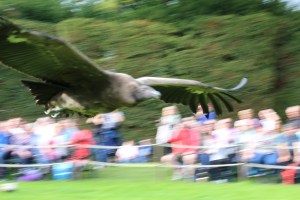 Andean condor in flight