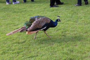 Peacock! I saw at least two on my visit to Warwick.