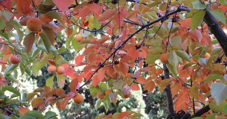 This persimmon tree graces one of the gardens at the Alhambra
