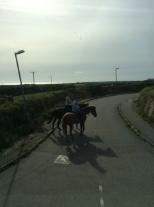 Pair of horses we nearly ran over in the bus