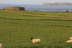 Sheep and gorgeous coastline on the northern coast