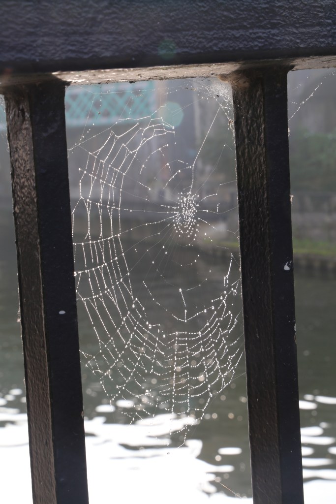 Spider web with the River Avon in the background