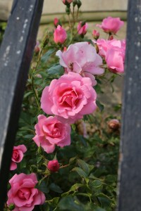 Bath, like the rest of England, is populated by accomplished gardeners 