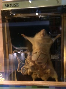 Dissected mouse