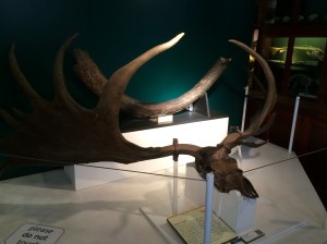 Giant Deer antlers - prehistoric deer were giant, apparently
