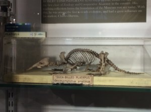 Duck-billed platypus skeleton