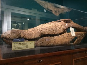 Saltwater crocodile skull
