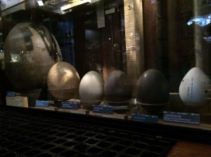 Various large bird eggs from Elephant Bird down to King Penguin.