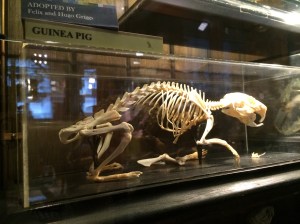 Guinea pig skeleton