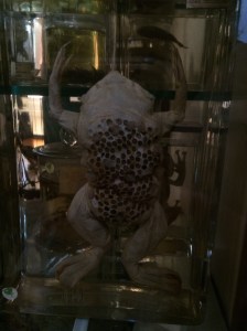 Surinam Toad - the female keeps her fertilized eggs in pouches on her back until they burst through the skin as froglets