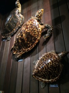 Hawksbill turtles - endangered because of souvenirs. 