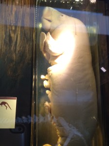 Preserved infant manatee