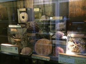 Various sea creatures