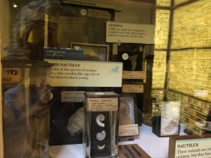 Various sea creatures