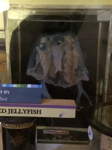 Box Jellyfish