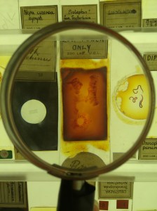 Detail of one of the species in the Micrarium