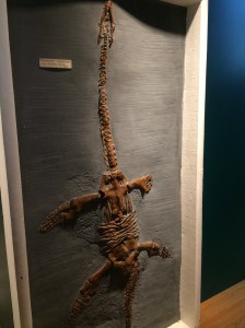 Plesiosaurus - this one reminded me of Han Solo in carbonite. 
