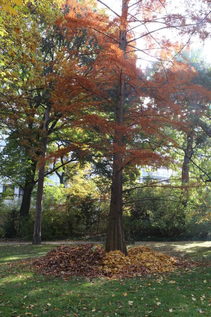 Even the leaves are raked in order - light to one side. 