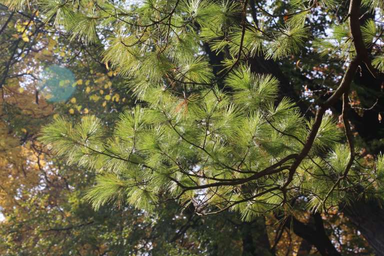 More lovely evergreens