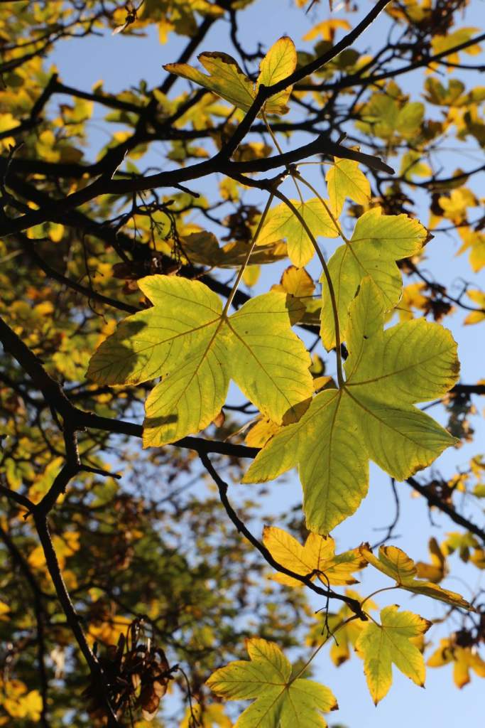 Beautiful fall color in the Schloss Belvedere