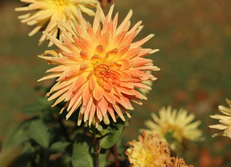 These dahlias were the most remarkable shades of orange and yellow