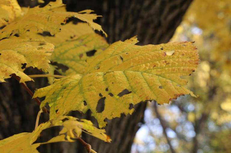 I love the desiccation of these leaves, even before they fall. 