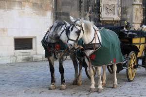 Carriage rides are available in many places in Vienna, especially in Stephansplatz