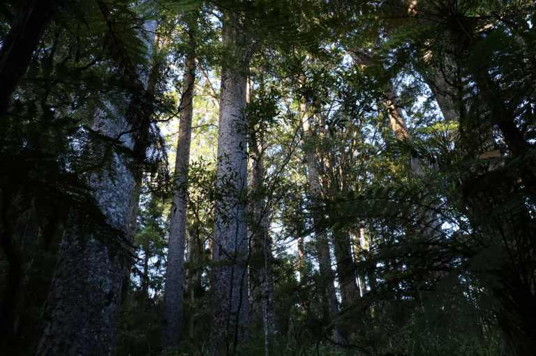 Kauri10