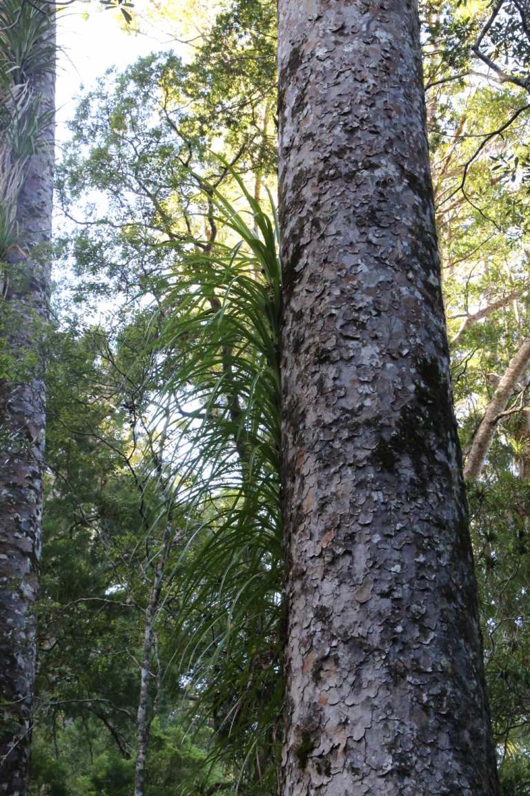 Kauri2