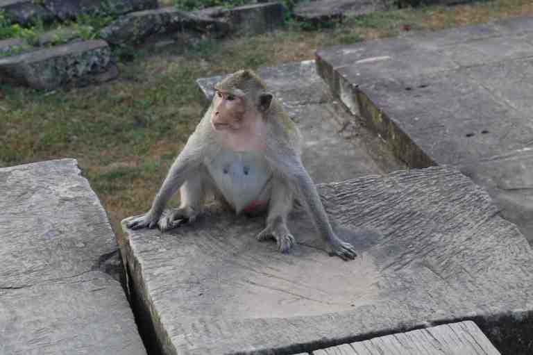 AngkorWatMonkeys19