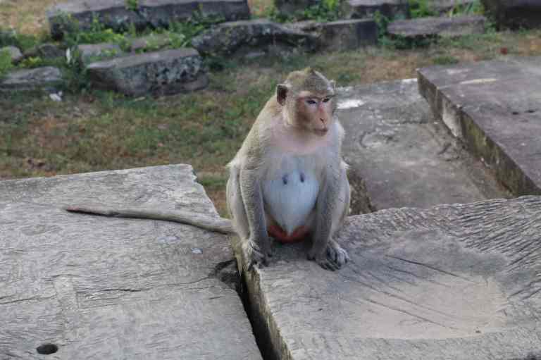 AngkorWatMonkeys20