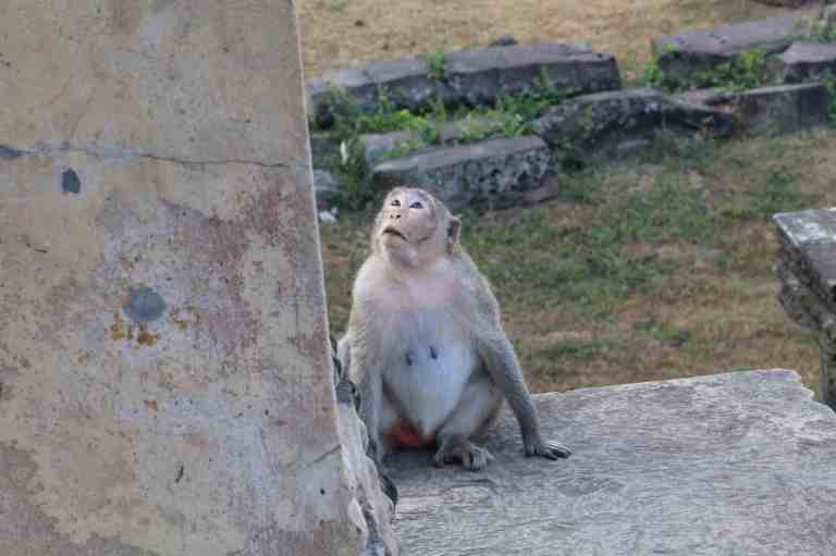 AngkorWatMonkeys21