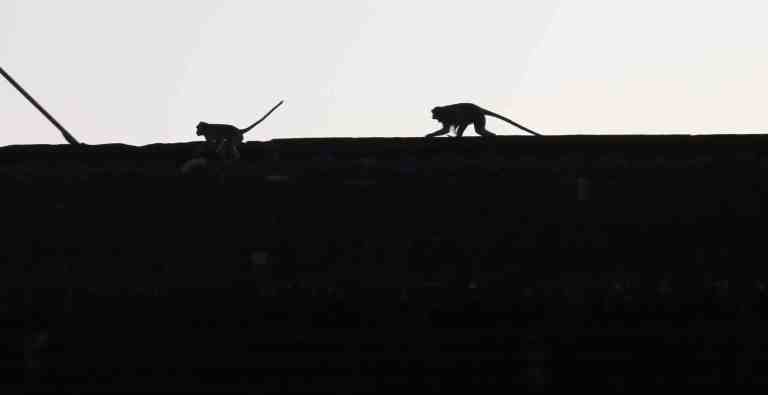 AngkorWatMonkeys5