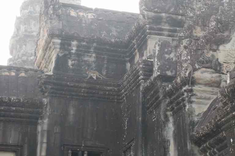 AngkorWatMonkeys6