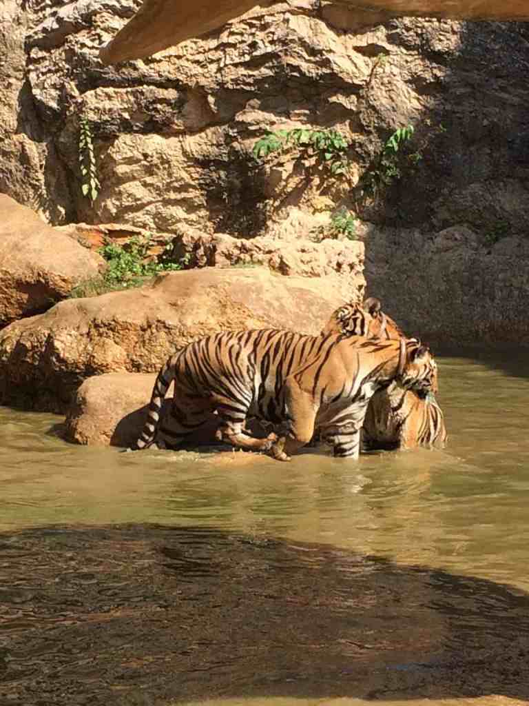 TigersAdult10