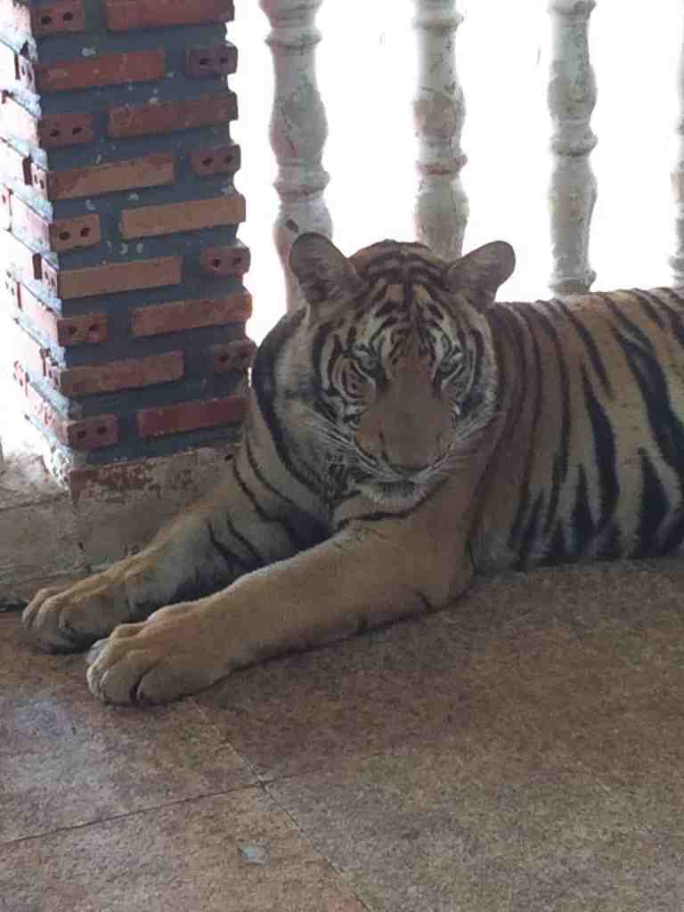 TigersJuvenile19