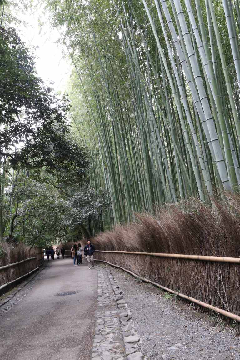 KyotoBamboo1