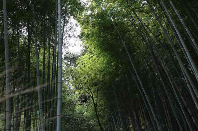 KyotoBamboo15