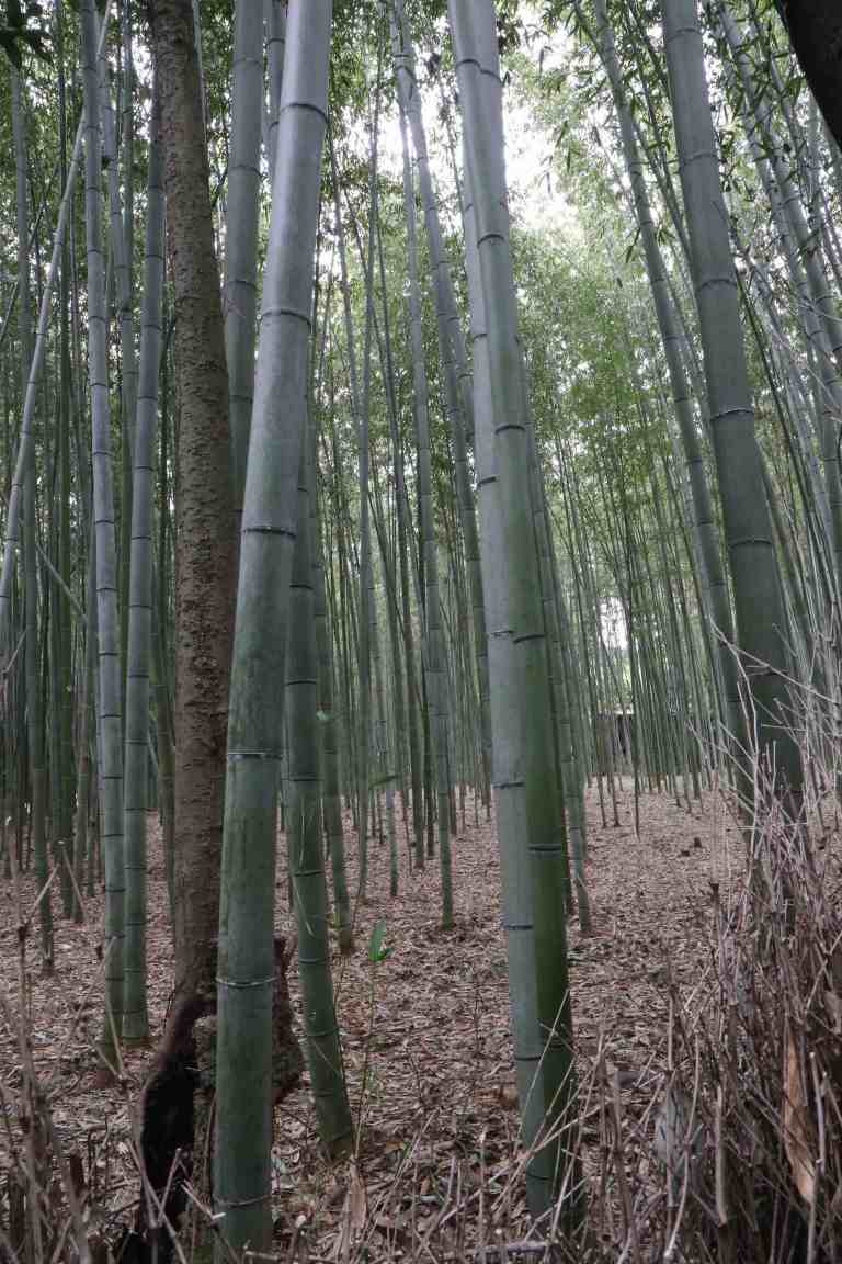 KyotoBamboo4