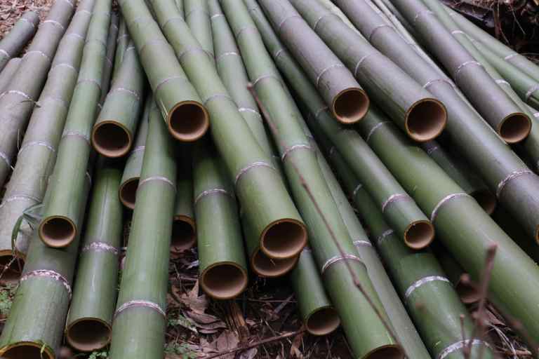 KyotoBamboo5