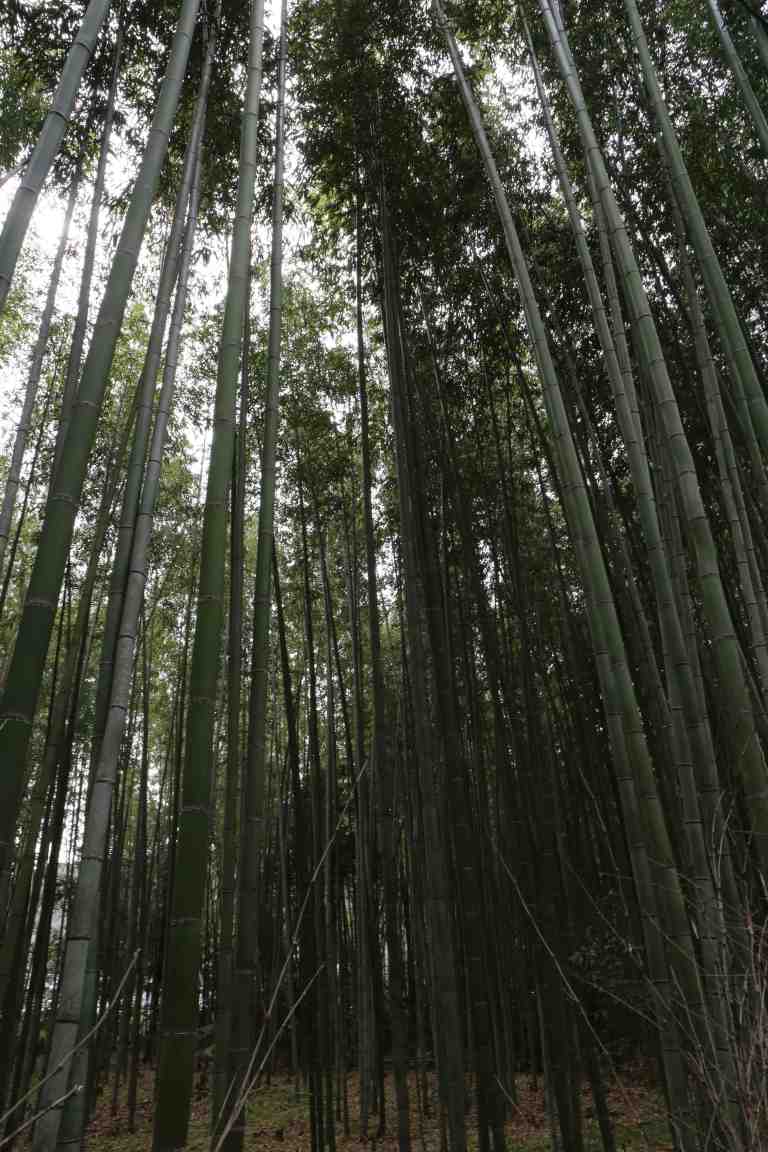 KyotoBamboo6