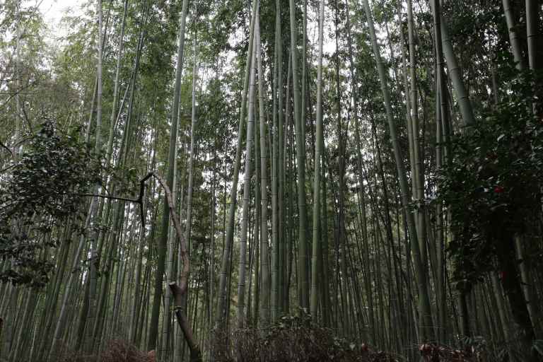 KyotoBamboo8