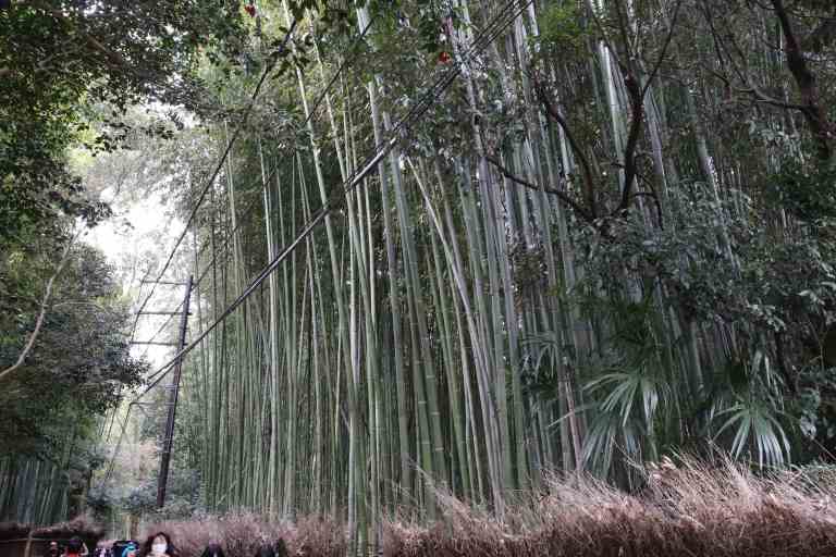 KyotoBamboo9